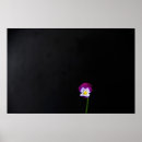 Zoek naar viool posters Zwart