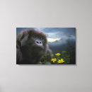 Recherche de gorilles de montagne posters Conservation de la faune