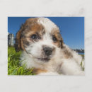 Recherche de puppy cartes postales Pets