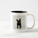 Recherche de chiot bouledogue français tasses Tir de studio