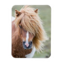 Recherche de pony magnete Cheval
