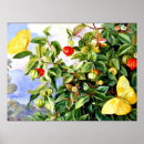 Zoek naar tropische vlinder posters Vlinders