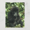 Recherche de gorille de montagne cartes postales Sauvage