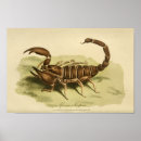 Zoek naar scorpions kunst Schorpioen