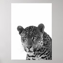 Zoek naar zwarte jaguar posters Kunst