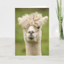Recherche de alpaca anniversaire cartes Drôle