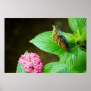Zoek naar morpho vlinder posters Tuin