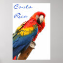 Recherche de perroquet bleu posters Oiseau