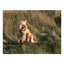 Recherche de renard rouge bébé posters Famille