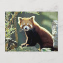 Recherche de petit panda cartes postales Bébé