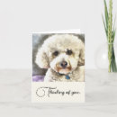 Recherche de chien frise bichon cartes postales Mignonette