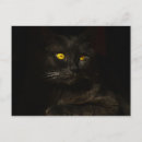 Recherche de chat domestique cartes postales Faune