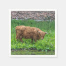 Recherche de cocktails photographie Animaux