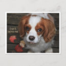 Zoek naar voor nicht briefkaarten Hond