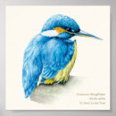 Recherche de kingfisher painting posters Ornithologie