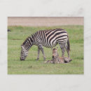 Recherche de zèbre bébé cartes postales Animaux