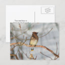 Recherche de jaseur cartes postales Nature