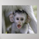 Zoek naar baviaan posters Buiten