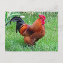 Recherche de oiseau rouge cartes postales Poulet