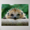Recherche de hérisson posters Mammifère