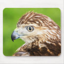 Recherche de coupé la queue tapis souris Oiseau