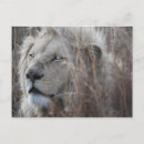 Recherche de lion africain cartes postales Afrique