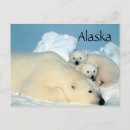 Recherche de polaire ours cartes postales Cuiller