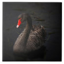 Zoek naar zwarte zwaan tegels Vogel