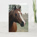 Zoek naar kastanje paard kaarten Pony