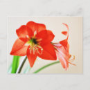 Recherche de amaryllis cartes postales Nature