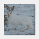 Recherche de le lapin blanc magnets Lièvre