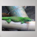 Recherche de geckos posters Photographie