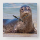 Recherche de phoque horloges Plage