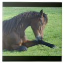 Recherche de beau cheval carreaux Équestre