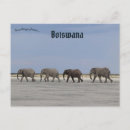 Recherche de le botswana cartes postales Safari