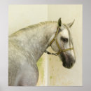 Recherche de étalon posters Cheval