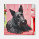 Recherche de petit chien magnets Noir