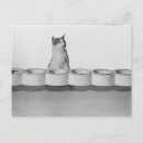 Recherche de tête animale cartes postales Chat domestique