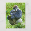 Recherche de gorille cartes postales Primates