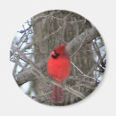 Recherche de cardinal masculin Faune