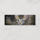 Recherche de chatons cartes visite Minou