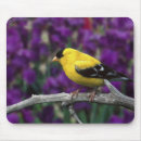 Recherche de oiseaux chanteurs tapis souris Jaune