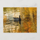 Recherche de canard noir cartes postales Colvert