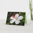 Recherche de blanc mariage cartes Félicitations