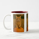 Recherche de félin tasses Chat orange