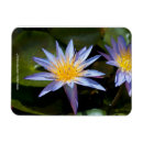 Recherche de nénuphars magnets Nénuphar tropical