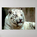 Zoek naar tijger hoofd posters Natuur