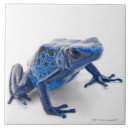Recherche de grenouilles carreaux Reptiles