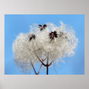 Zoek naar baarden posters Natuur