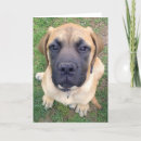 Zoek naar engelse mastiff kaarten Leuk